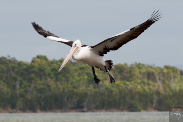 AustraliaEast 10  071